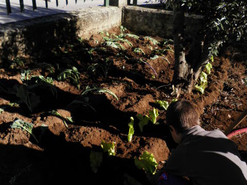 Plantar couves - alunos com Necessidades Educativas Especiais, acompanhados pelas professoras da Educação Especial trabalham na horta biológica, aprendendo a executar tarefas quotidianas da região onde vivem.